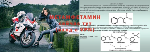 прущие грибы Каменногорск